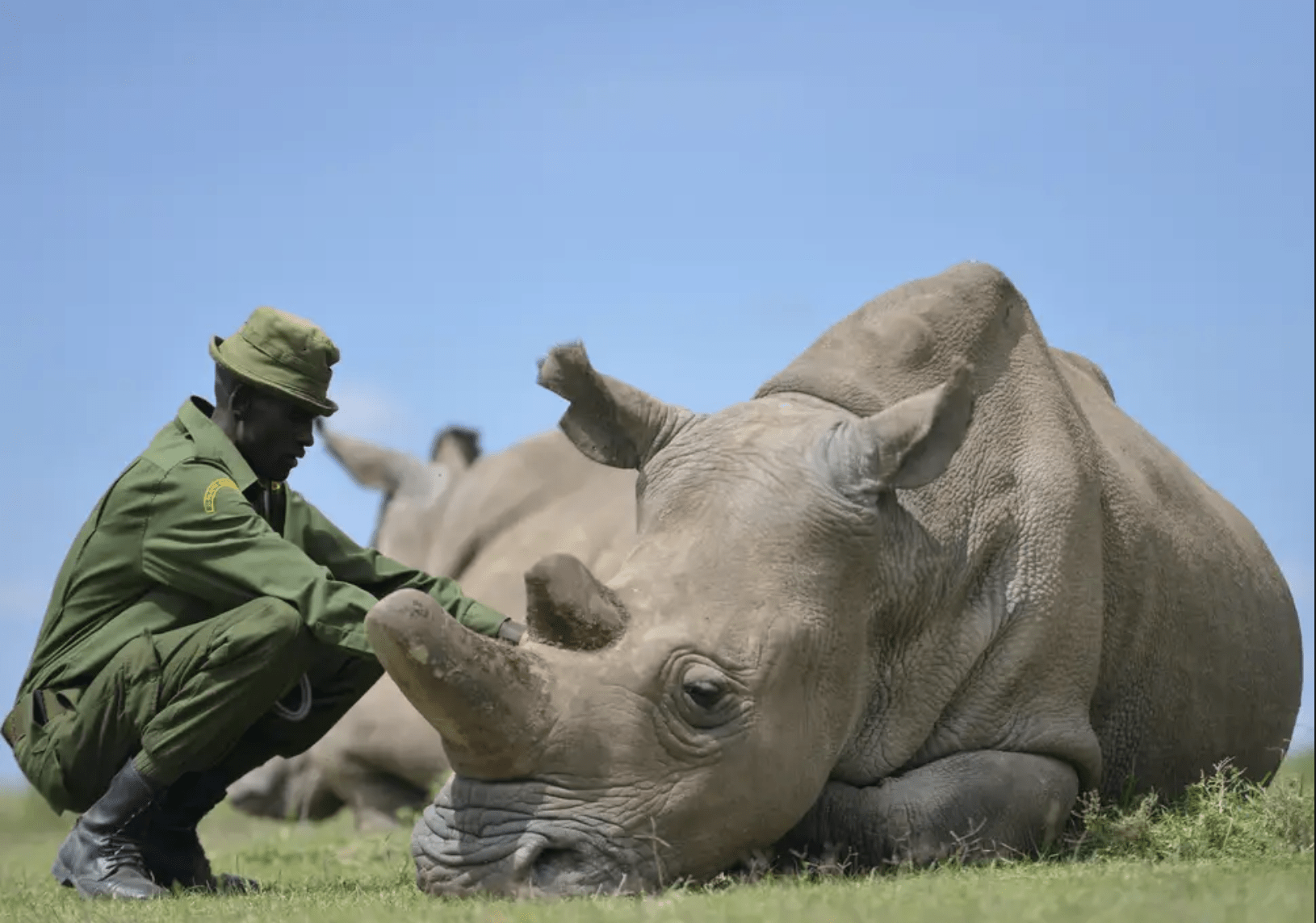 The Rhino Crisis - Explore Rhino Tears